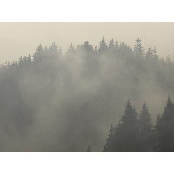 Glasbild 80x60cm 1204 "Wald und Nebel"